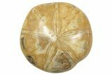 2 to 3" Polished Fossil Sand Dollars - Madagascar - Photo 3